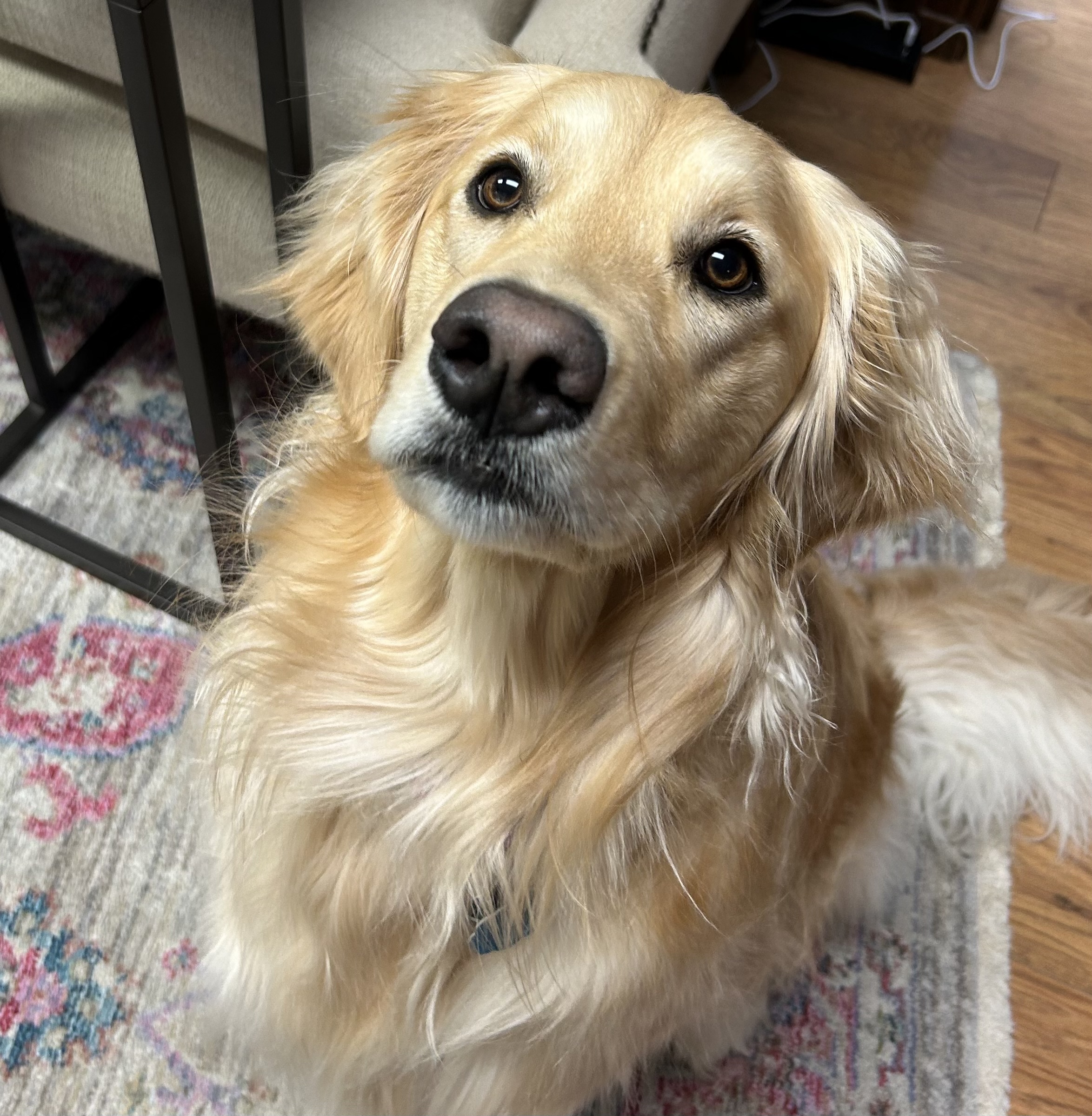 Gracie